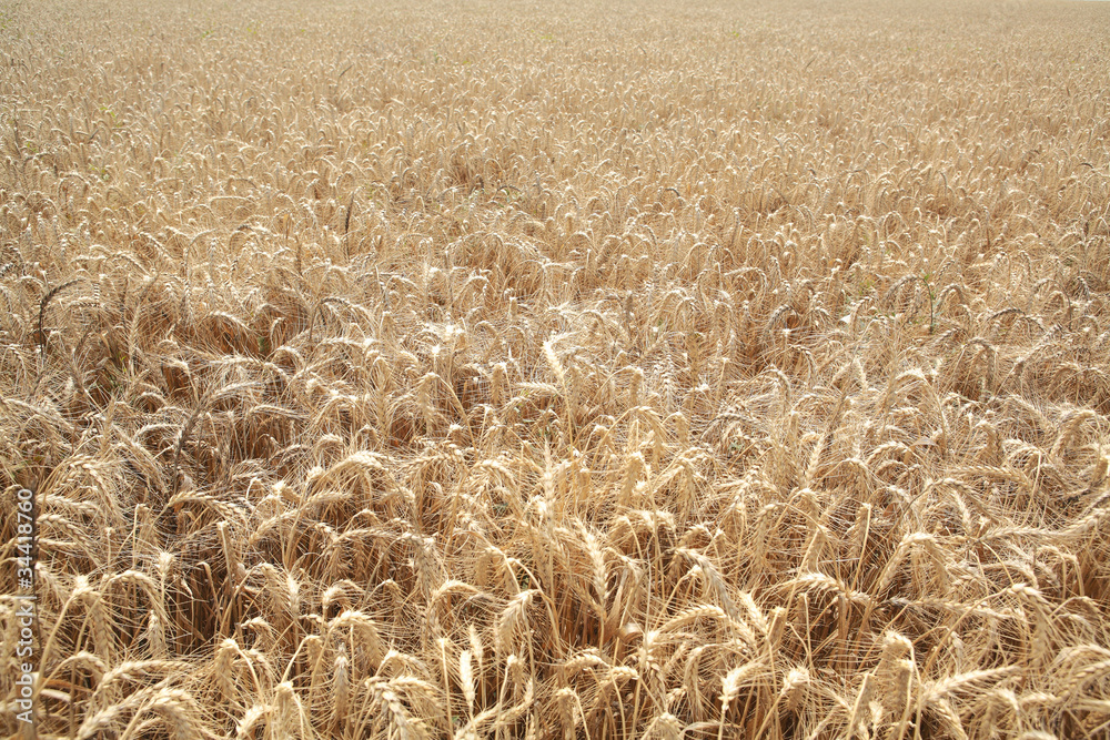 wheat field wheat field