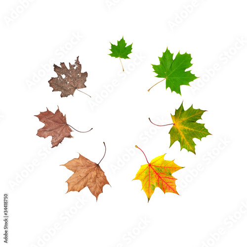 Canvas Print life cycle of leaf
