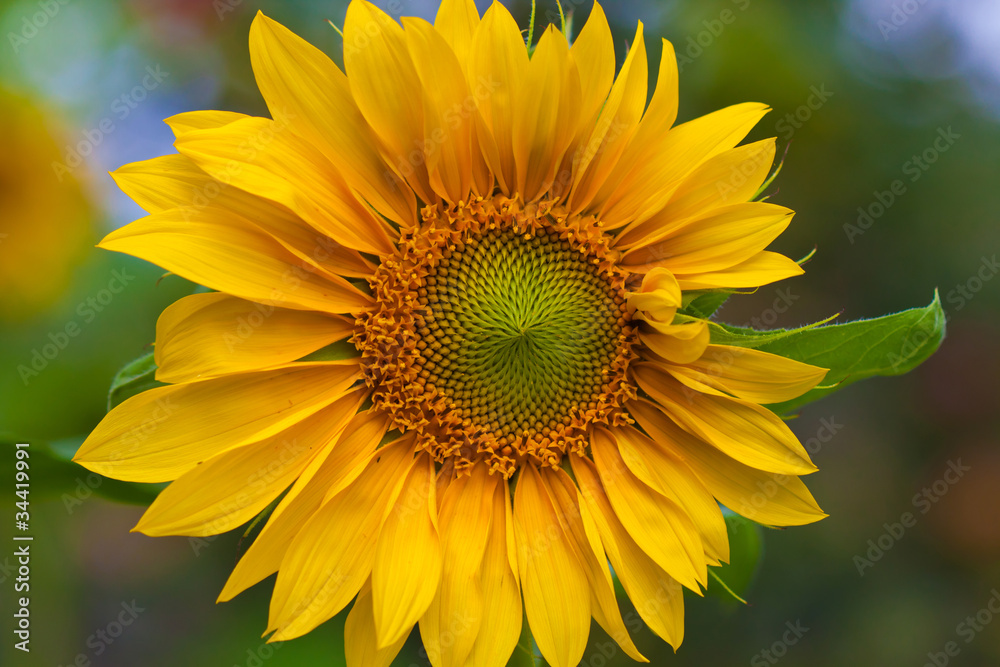 Fototapeta premium sunflower