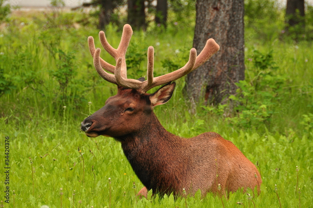 Bull Elk Bull Elk