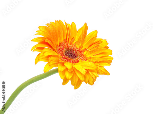 gerber flower isolated on white background