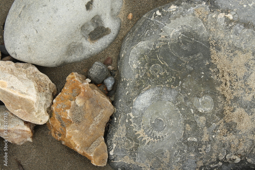 rock with embeded fossils in Lyme Regis rock with embeded fossils in Lyme Regis