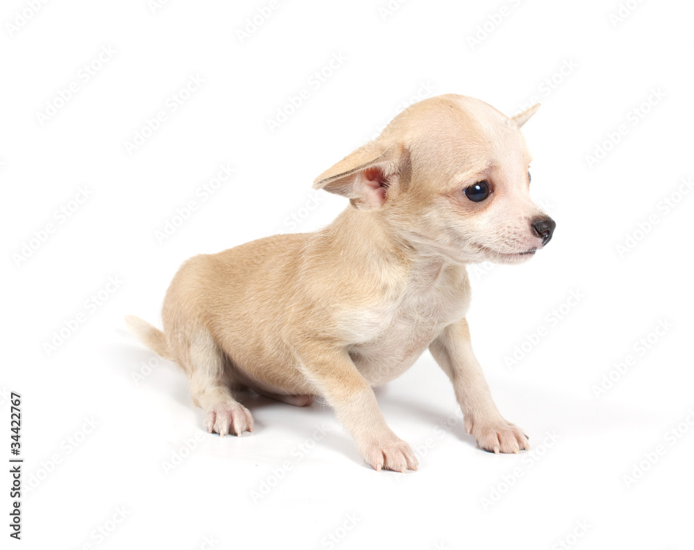 Funny puppy Chihuahua poses