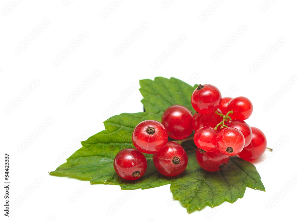 Red Currant close up