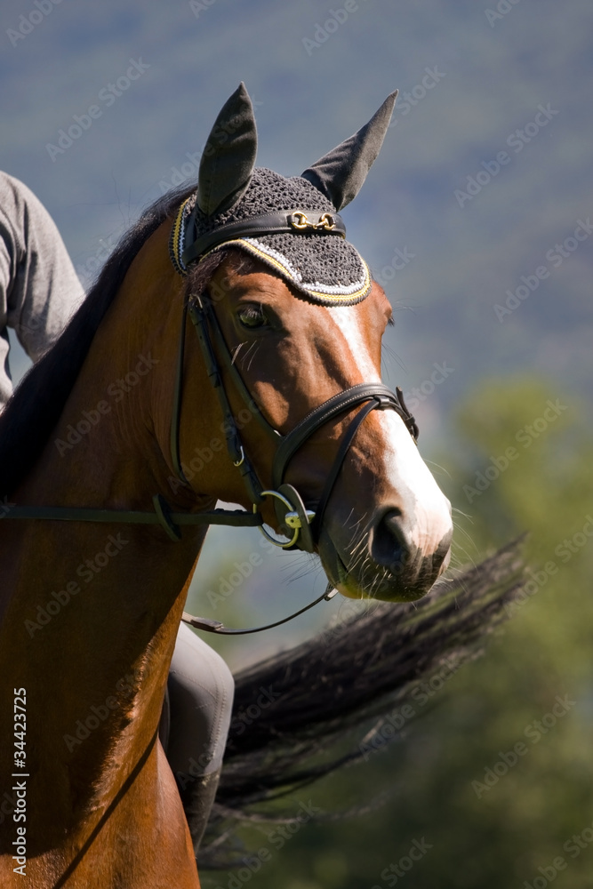 Obraz premium cavallo