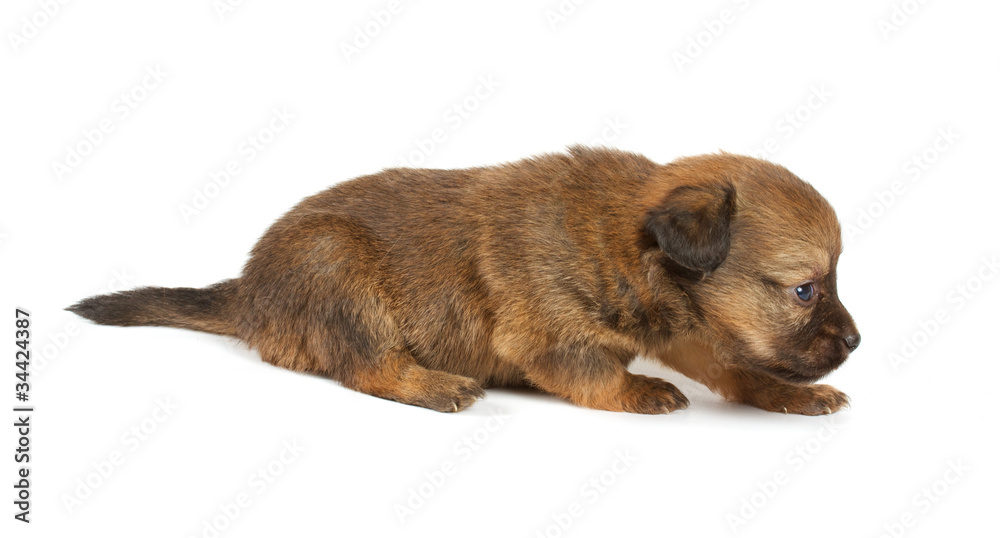 Obraz premium Funny puppy Chihuahua poses