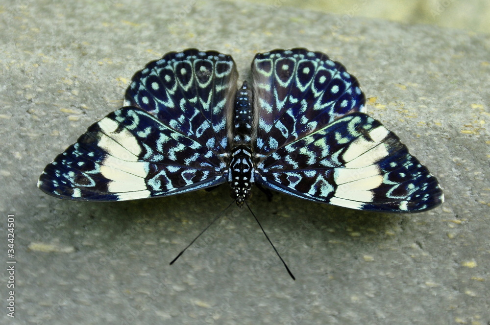 Obraz premium The Red Cracker Butterfly