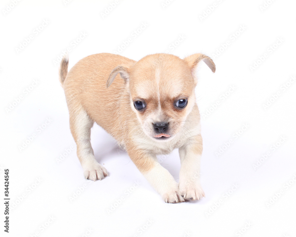 small chihuahua puppy