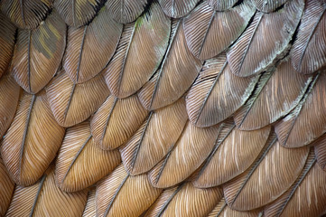 Handdoek met foto Texturen Adelaarsveren close-up natuurlijke textuur  © THP Creative