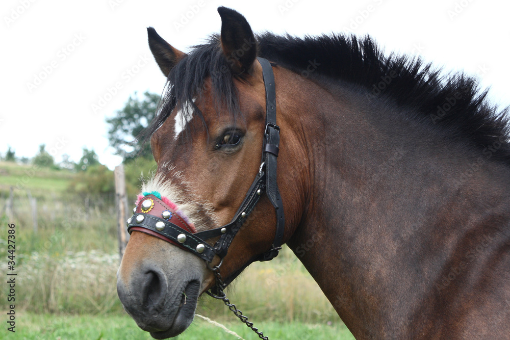 cavallo di razza di profilo cavallo di razza di profilo