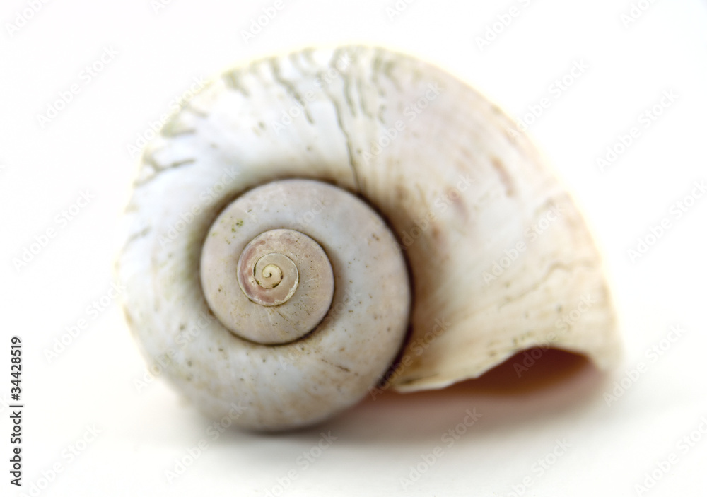Close up nautilus shell shot on white background. Close up nautilus shell shot on white background.