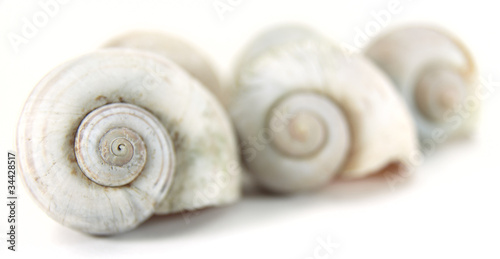 Close up row of nautilus shell. photo