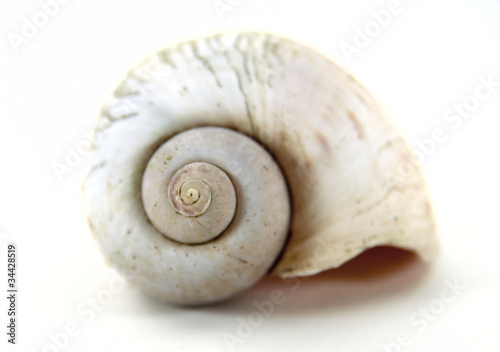 Close up nautilus shell shot on white background. photo