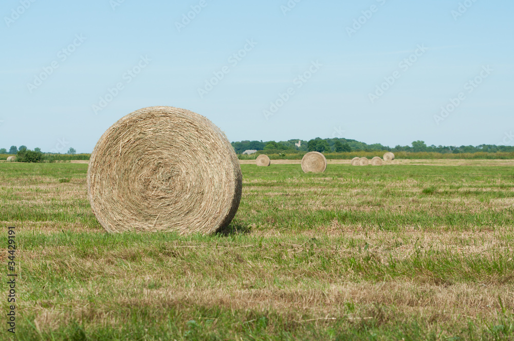 Straw rolls on farmer field in the summer Straw rolls on farmer field in the summer