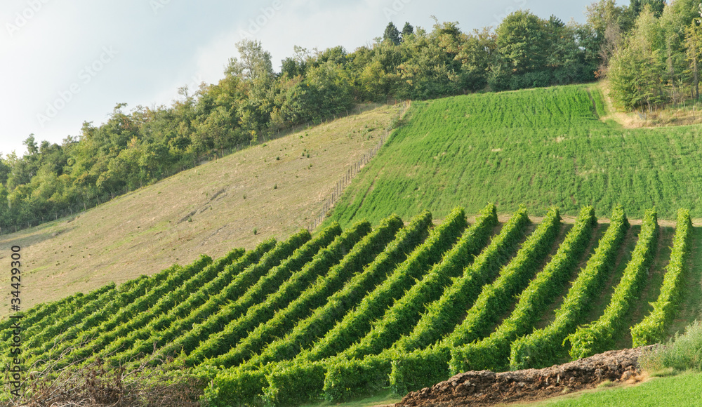 Campagna con vigna Campagna con vigna