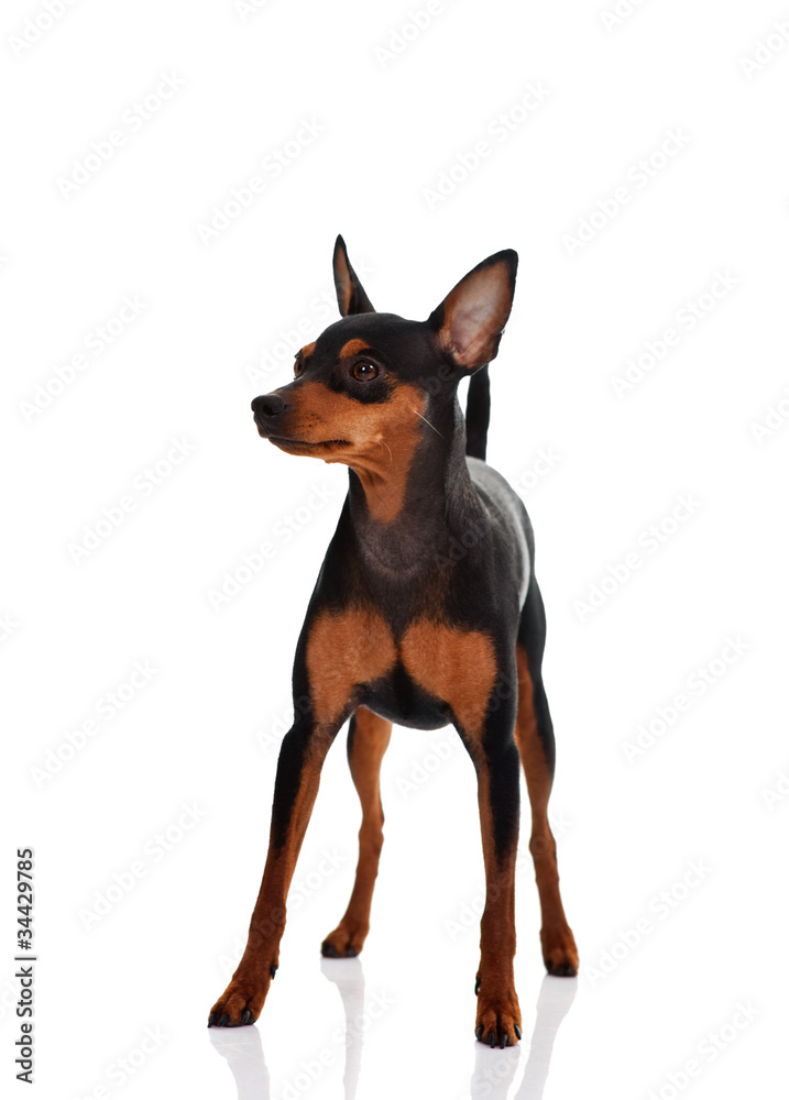 miniature pinscher miniature pinscher