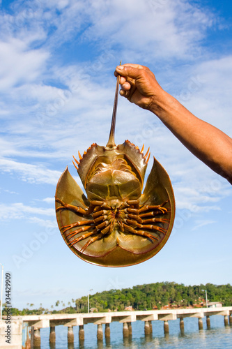 Hand holding horseshoe crabs in blue sky background