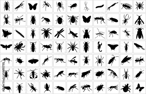 Print op canvas collection of bugs - vector