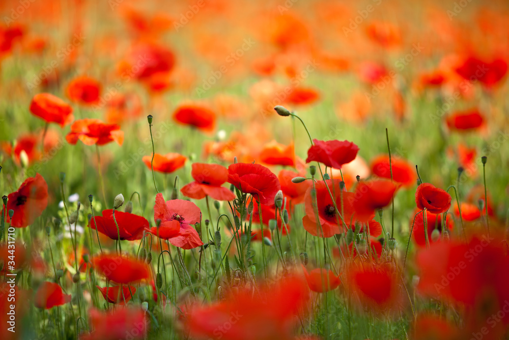 Roter Mohn Roter Mohn