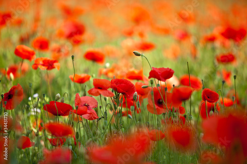 Roter Mohn