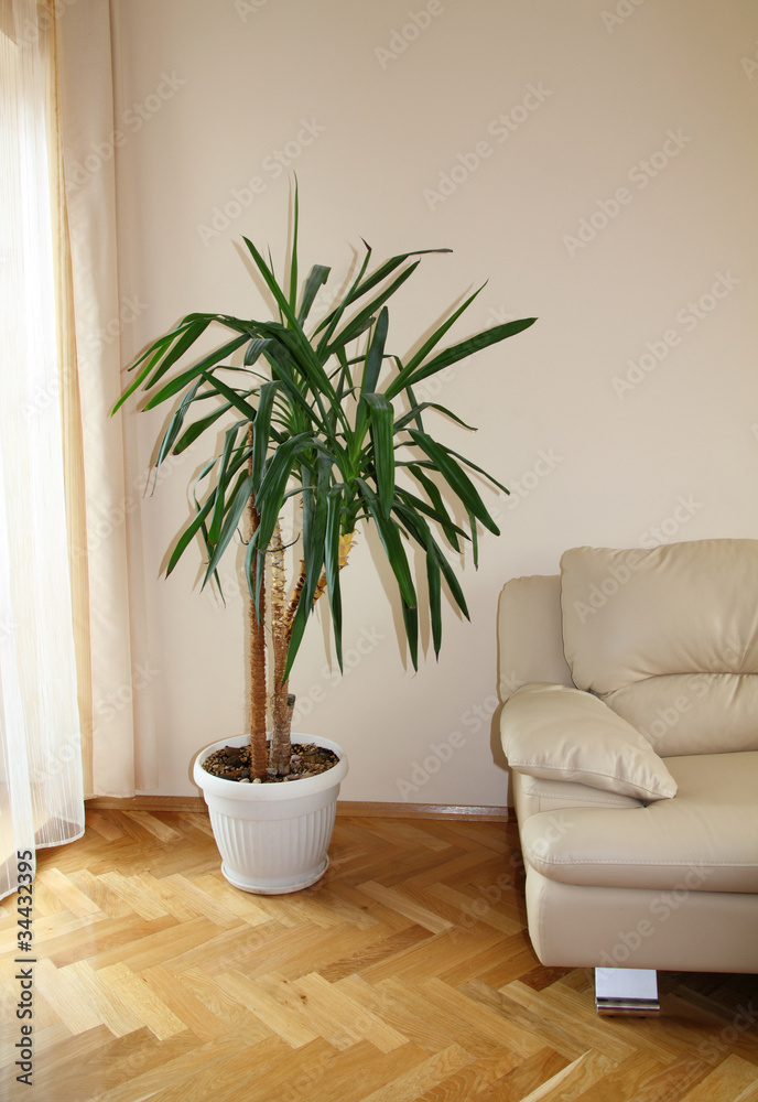 Modern sofa with plant, close up