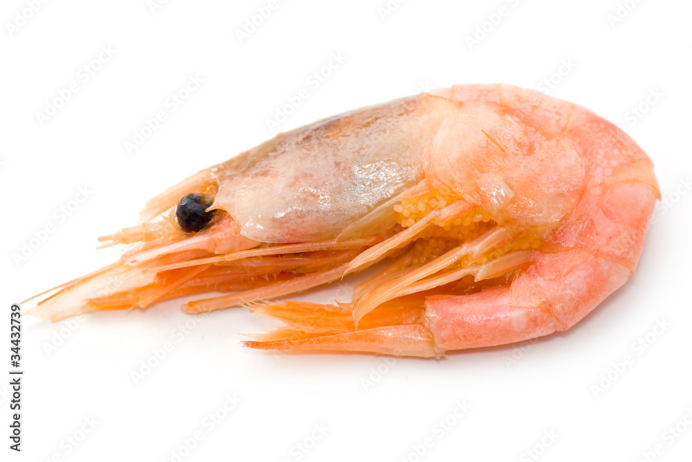 Shrimps Shrimps