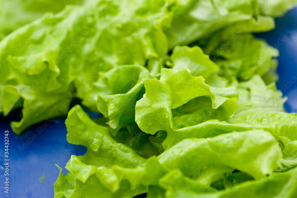 Lettuce Lettuce