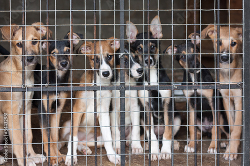 Many puppies locked in the cage