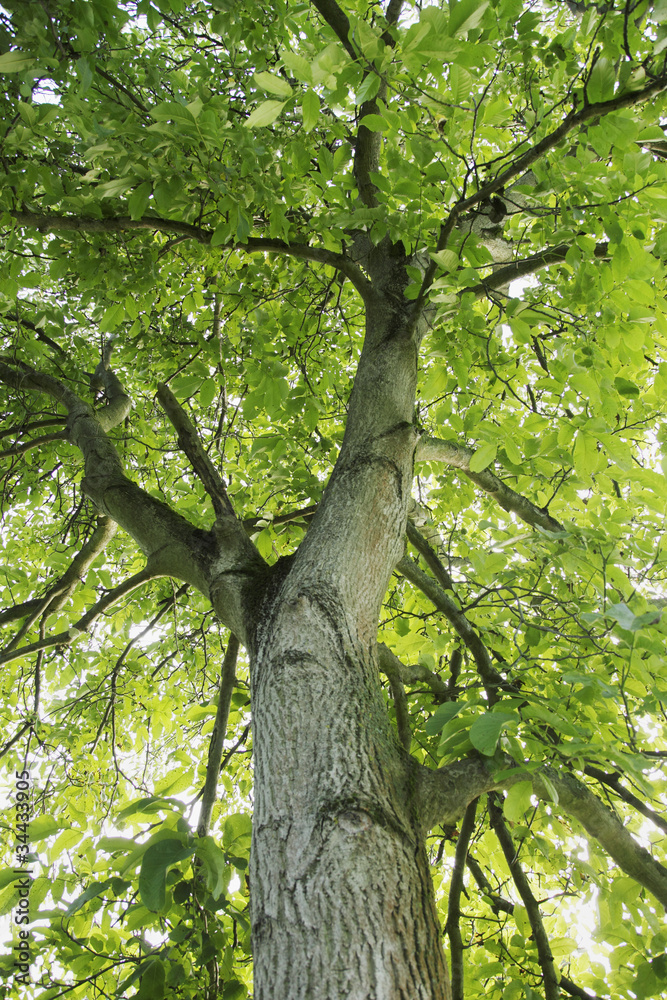 Fototapeta premium Baum
