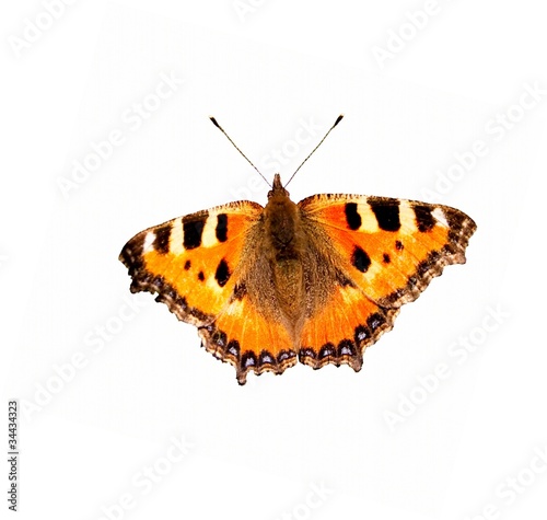 schmettering, nymphalis urticae