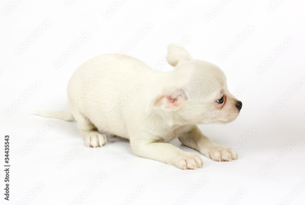 small chihuahua puppy small chihuahua puppy