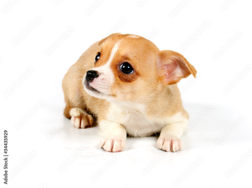 Funny puppy Chihuahua poses Funny puppy Chihuahua poses