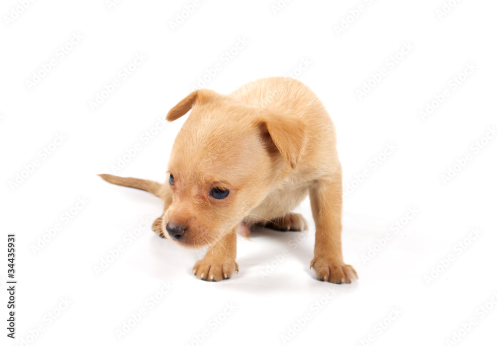 Funny puppy Chihuahua poses Funny puppy Chihuahua poses