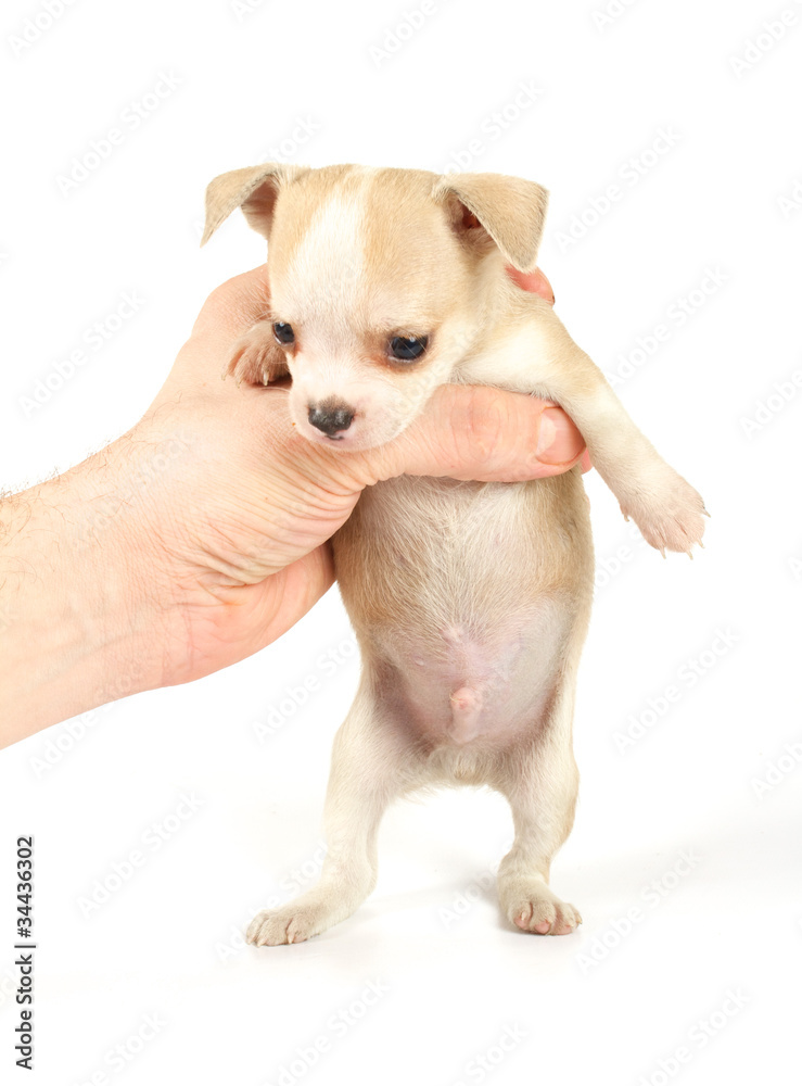 Funny puppy Chihuahua poses