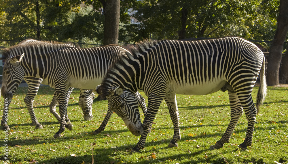 Fototapeta premium Zebra