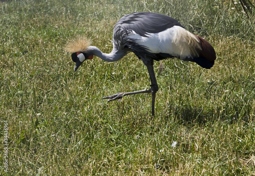 Balerica pavonina photo