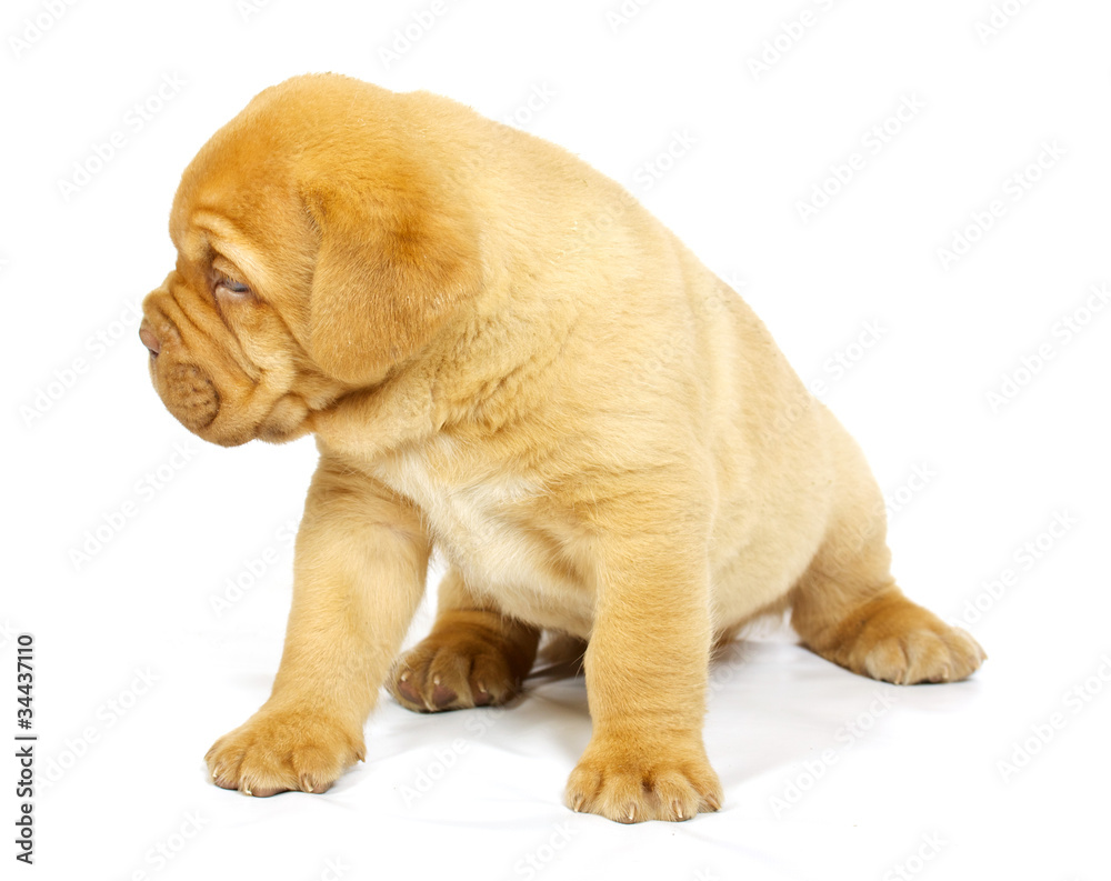 Obraz premium Bordeaux dog puppy