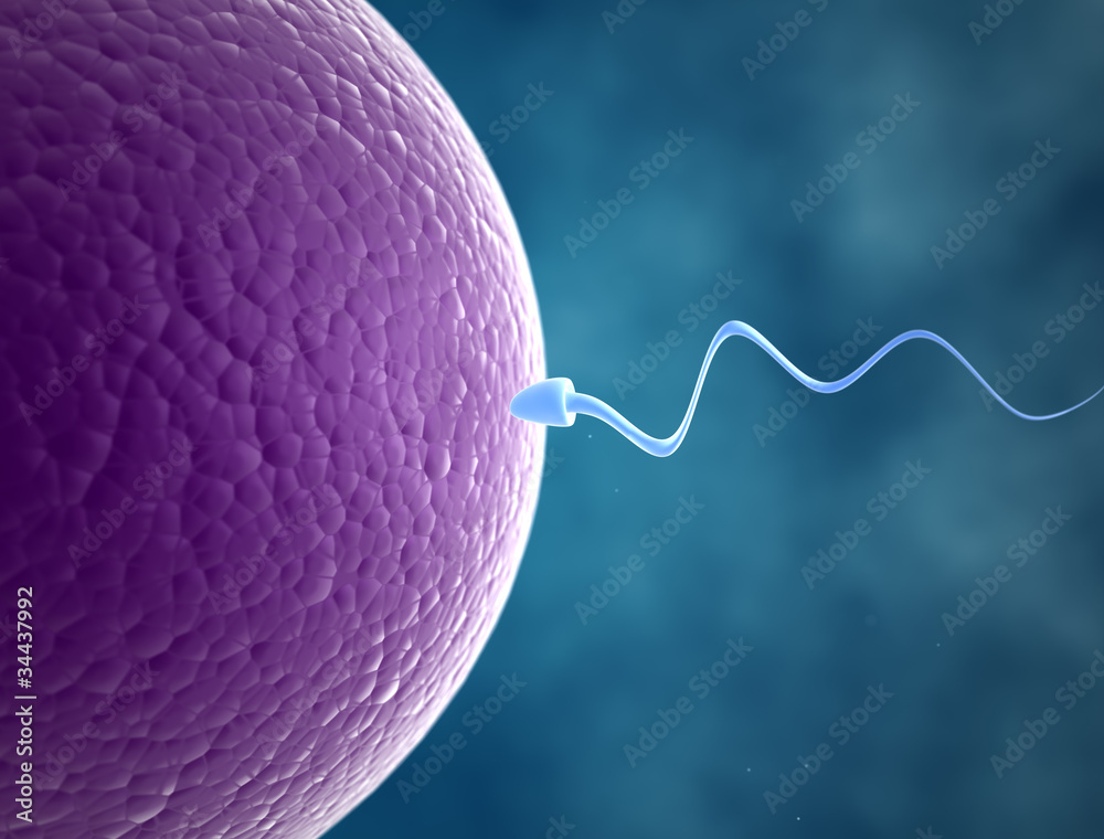 Sperm and egg - obrazy, fototapety, plakaty 