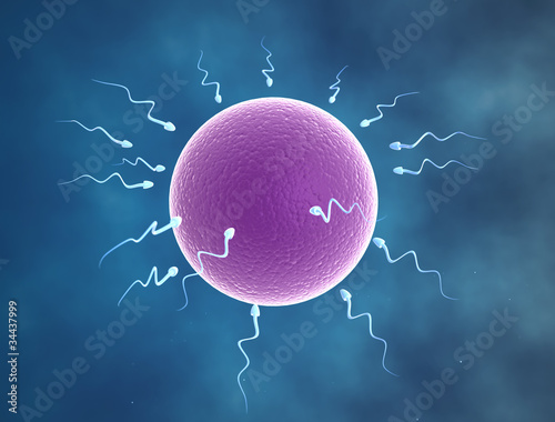 Fotografija fertilization - sperm cells