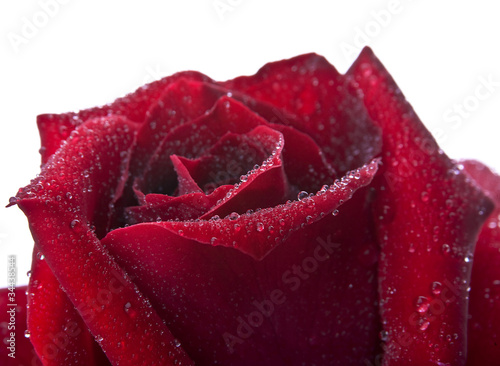 Fototapeta Naklejka Na Ścianę i Meble -  Red rose flower