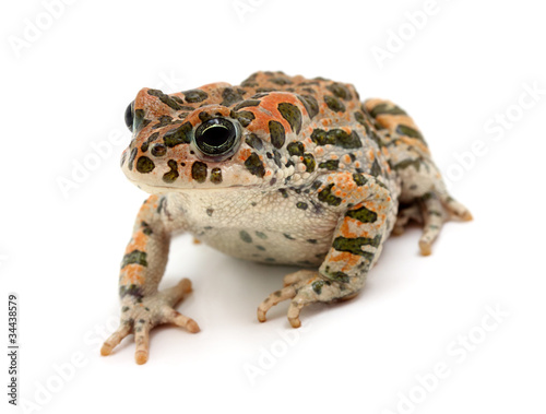 toad sitting
