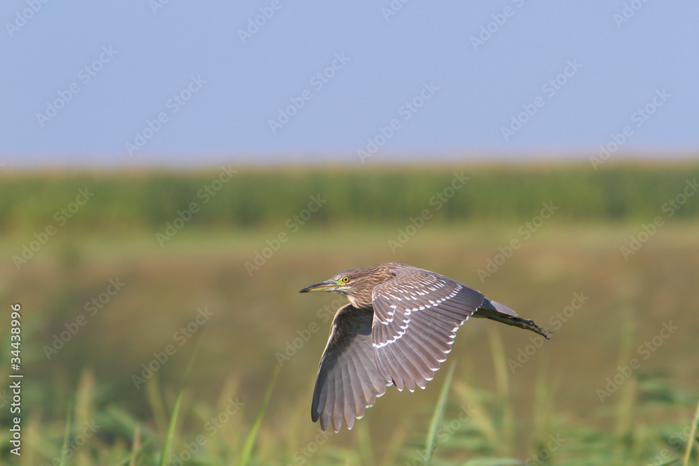 Night Heron immature in flight / Nycticorrax nycticorax