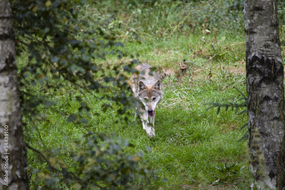 Naklejka premium Europäischer Wolf