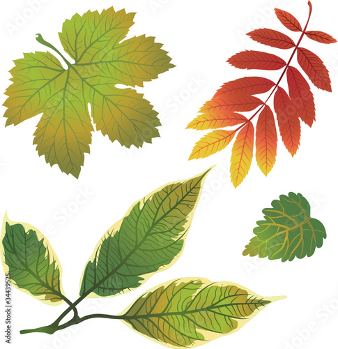 Vector set of autumn leafs