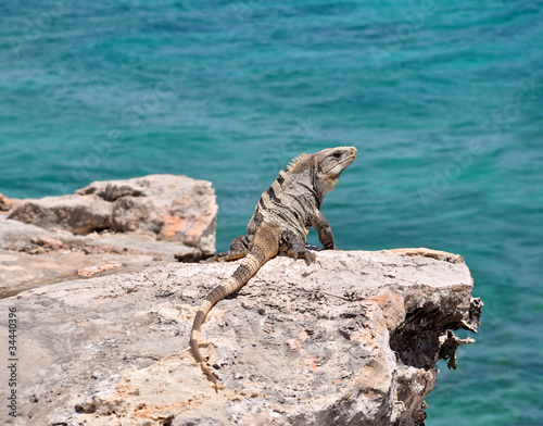 Iguana on the rocks. Mexico