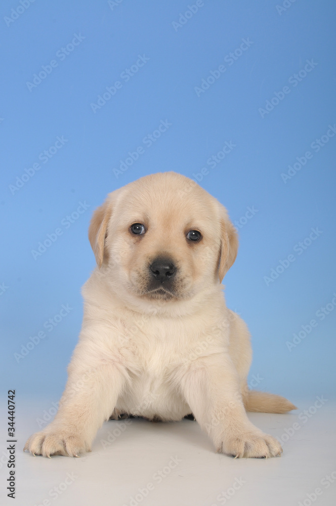 LABRADOR CUCCIOLO 60 GG. LABRADOR CUCCIOLO 60 GG.