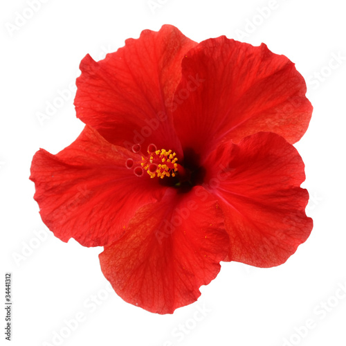 a red hibiscus flower isolated on white background photo