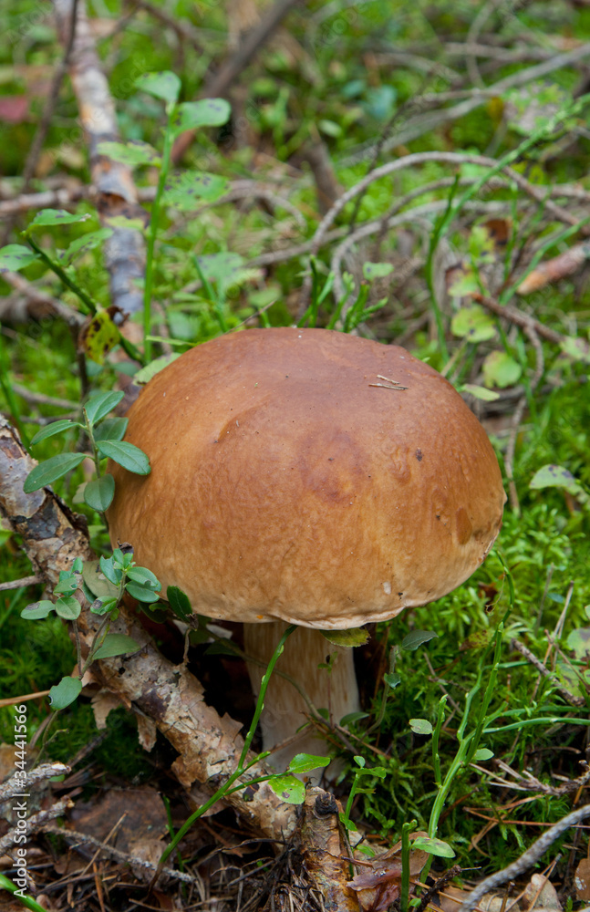 Edible Boletus edulis mushroom closeup Edible Boletus edulis mushroom closeup