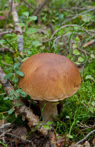 Edible Boletus edulis mushroom closeup