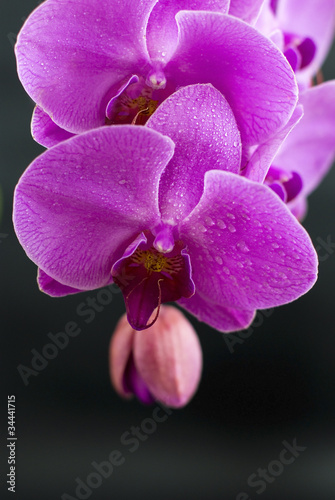 beautiful purple orchid flower isolated on black